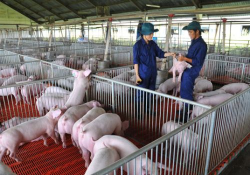 Chọn heo giống tốt giúp giảm rủi ro