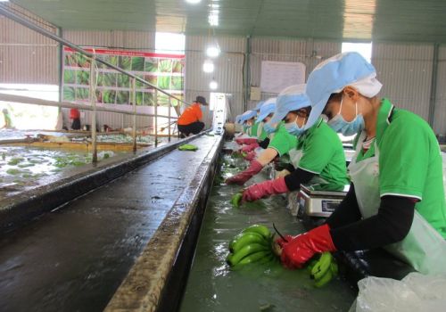 Lối đi mới cho chăn nuôi