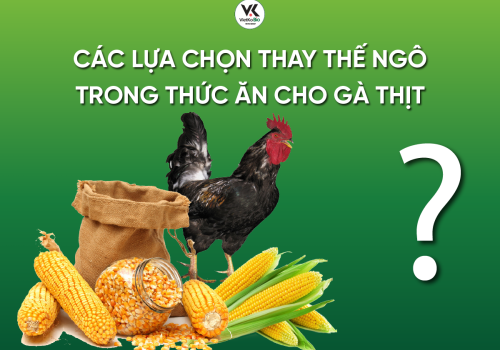Các lựa chọn thay thế ngô trong thức ăn cho gà thịt