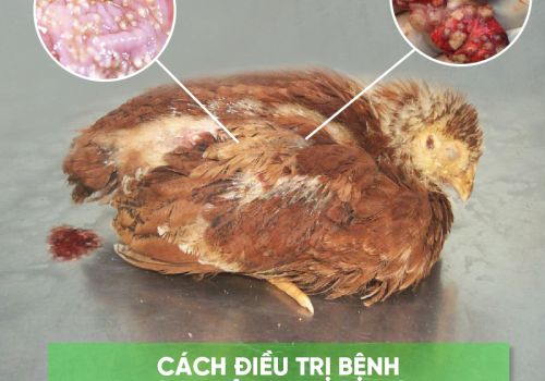 Cách điều trị bệnh nấm phổi trên gia cầm