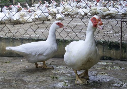 Vì sao ngan thịt giá cao vẫn ít người nuôi?