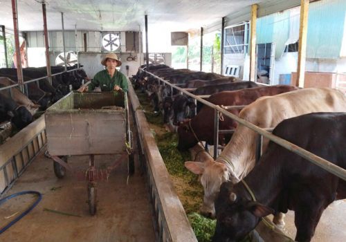 Đẩy mạnh chăn nuôi bò thịt thương phẩm