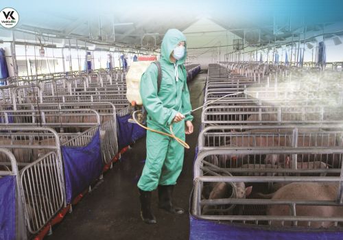 Cách sát trùng chuồng trại và những lưu ý khi sử dụng