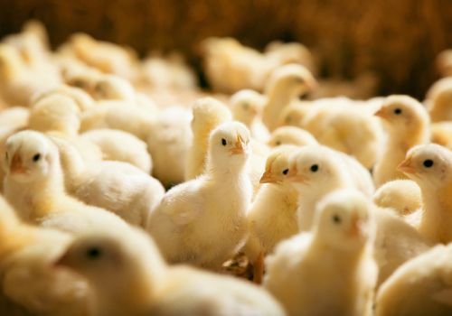 Người chăn nuôi buộc phải tiêu hủy gà con vì chi phí nuôi đến khi xuất bán quá cao