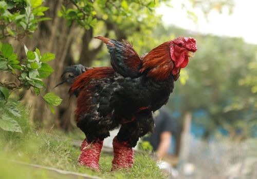 Kinh nghiệm phân biệt gà Đông Tảo thuần chủng với gà Đông Tảo lai