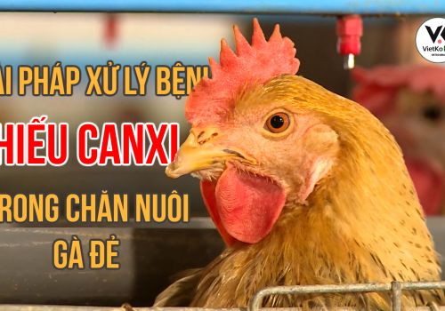 GIẢI PHÁP XỬ LÝ BỆNH THIẾU CAN XI TRONG CHĂN NUÔI GÀ ĐẺ