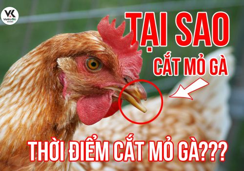 Tại sao phải cắt mỏ gà và thời điểm cắt mỏ gà hợp lý là khi nào?