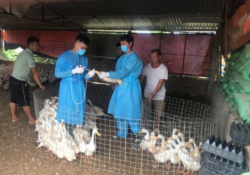 2 loại phí lệ phí trong chăn nuôi và thú y được giảm kể từ tháng 7 năm 2023