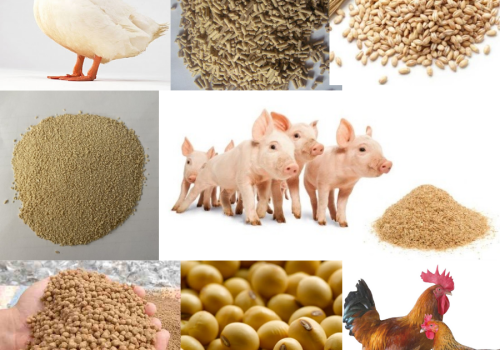 Những lợi ích của chất kết dính trong thức ăn gia cầm