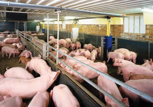 Quy trình tạo thức ăn chăn nuôi trong 22 giây của Trung Quốc