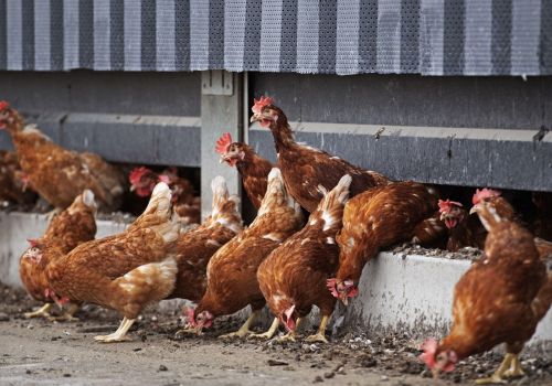 80% người chăn nuôi sử dụng kháng sinh tự phát