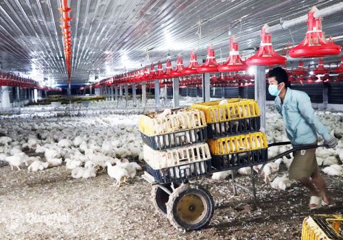 Tín hiệu tích cực để phát triển chăn nuôi những tháng cuối năm