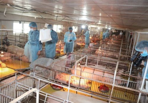 Quyết định mới của Chính phủ về mức hỗ trợ phòng, chống dịch tả lợn châu Phi