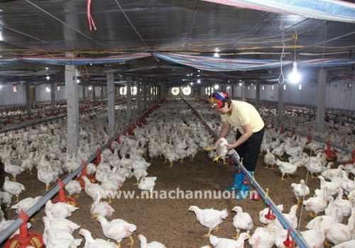 Chăn nuôi gia cầm: Đối mặt với “khủng hoảng kép”