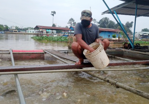 Giá thức ăn tiếp tục tăng, người chăn nuôi lao đao