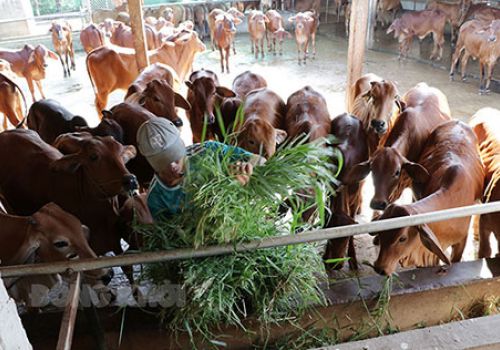 Xây dựng mô hình chăn nuôi thích ứng với biến đổi khí hậu