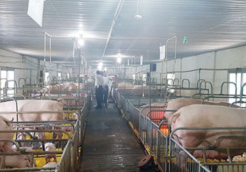 Đồng Tháp: Nuôi heo khép kín trong hệ thống chuồng lạnh - giải pháp hiệu quả trong chăn nuôi