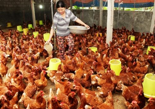TĂNG CƯỜNG QUẦN THỂ VI KHUẨN TRONG GIA CẦM