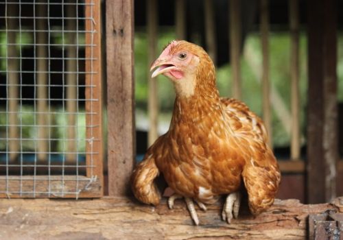 Chống Nóng Đồng Bộ Cho Gà Bất Chấp Ngày Hè 40 Độ – Biện Pháp Chống Nóng Cho GàChống Nóng Đồng Bộ Cho Gà Bất Chấp Ngày Hè 40 Độ – Biện Pháp Chống Nóng Cho Gà