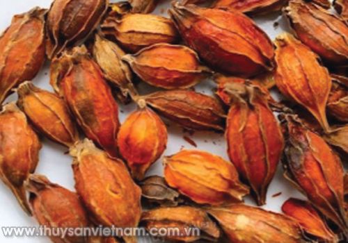 Hạt Liên kiều giúp tôm sú phòng EMS