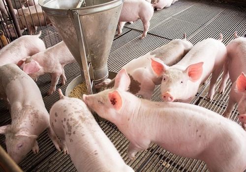 Thức ăn và nhu cầu dinh dưỡng của lợn