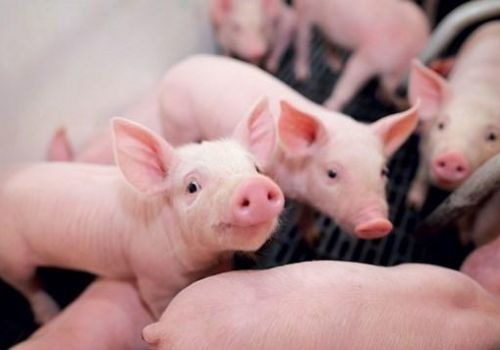Các quy trình ngoại khoa trên heo và những vấn đề cần lưu ý