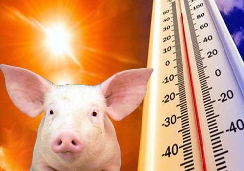 Chủ động phòng chống nắng nóng cho đàn vật nuôi