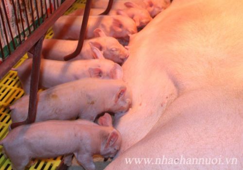 Giống: Bước ngoặt thành công và duy trì lợi thế