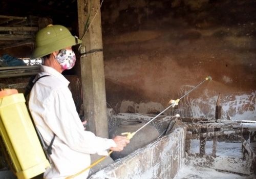 Nghệ An: Bệnh dịch tả lợn châu Phi ‘hạ nhiệt’