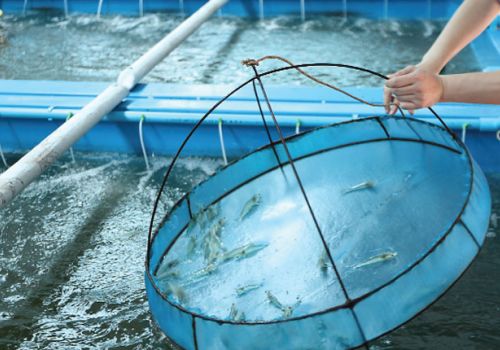 Huyết tương trong thức ăn của tôm