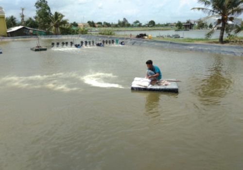 Kiểm soát độ mặn ao tôm