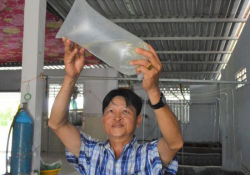 Đảm bảo nhu cầu tôm giống chất lượng cho vụ nuôi năm 2022