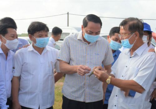 Đột phá nuôi tôm nước lợ công nghệ cao vùng Tứ giác Long Xuyên