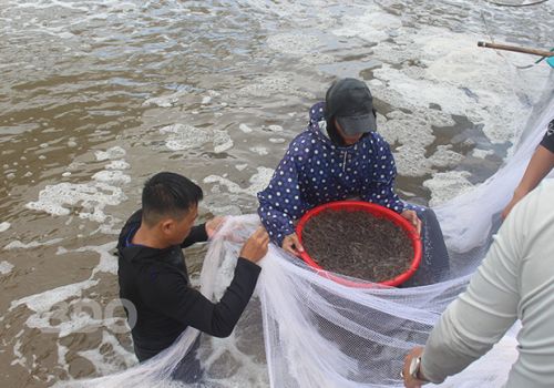 Bình Định: Chuyển giao kỹ thuật và công nghệ mới trong nuôi tôm