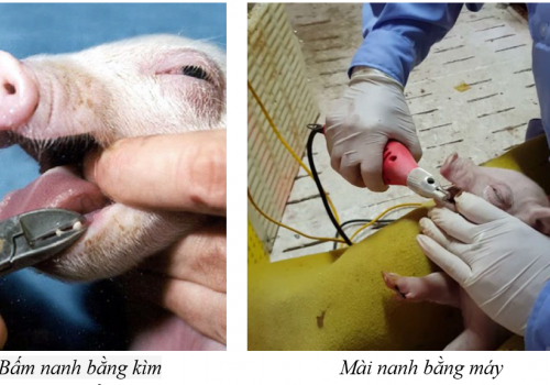 Các quy trình ngoại khoa trên heo con và những vấn đề cần lưu ý