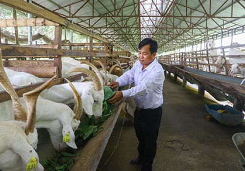 Kinh nghiệm nuôi dê đạt hiệu quả