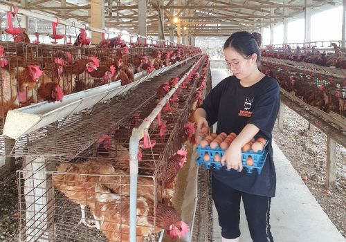 Trứng gia cầm tăng giá, người chăn nuôi phấn khởi