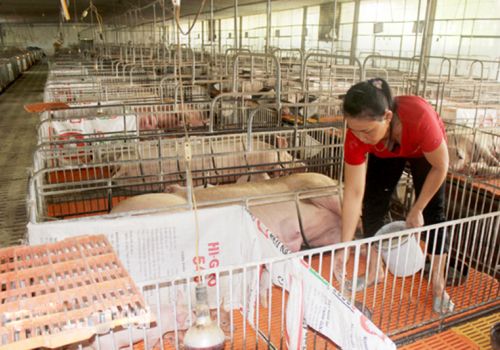 Tìm cách giảm chi phí nuôi heo