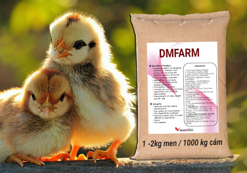 Gà mới nở có nên tiếp xúc ngay với thức ăn???