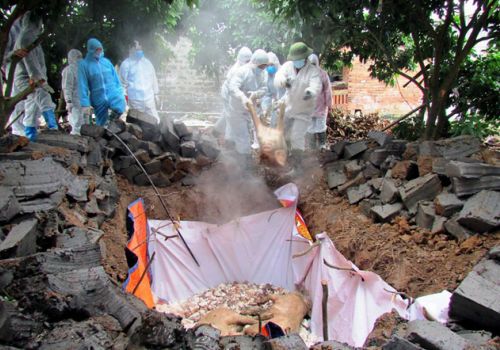 Dịch tả lợn châu Phi trở lại, Bắc Trung Bộ thiệt hại hàng chục nghìn tỷ đồng