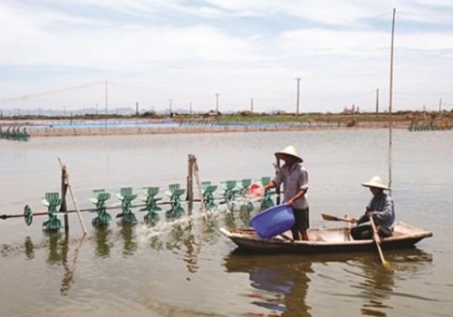 Cách hạn chế tác động của nắng nóng đến ao tôm