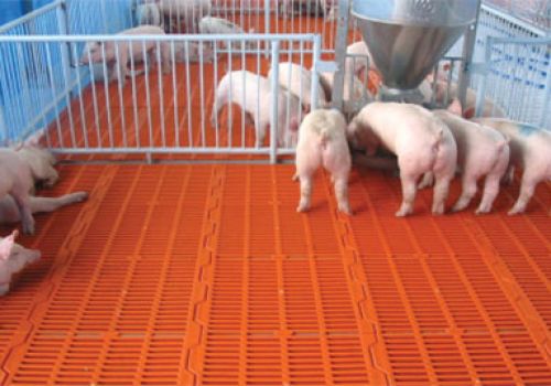 THIẾT BỊ LÓT SÀN HEO
