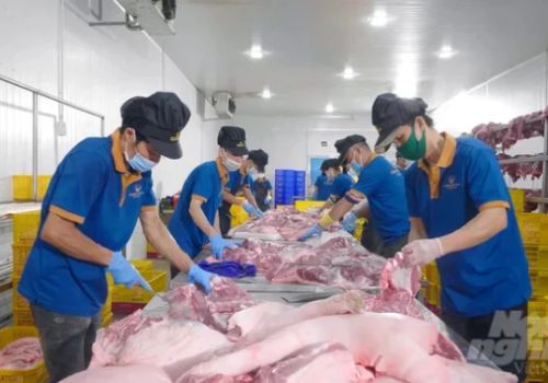 5 lý do khiến giá lợn hơi xuất chuồng chạm đáy