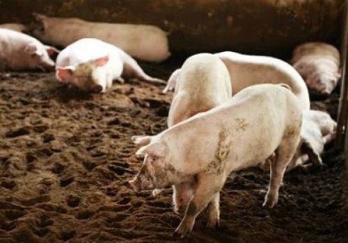 Vì sao thịt heo khó xuất khẩu?