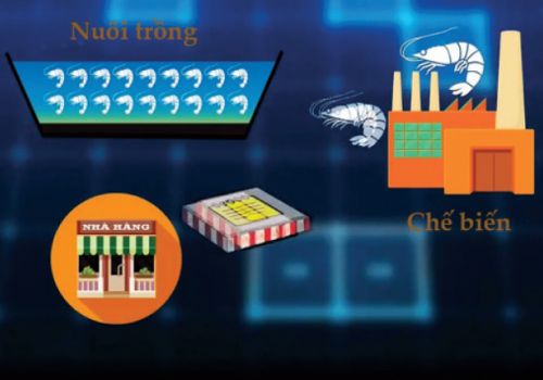 Truy xuất nguồn gốc tôm