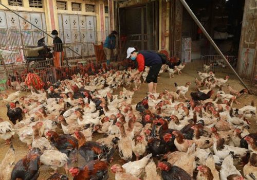 Phú Thọ: Khẩn trương phòng chống cúm gia cầm sau ca nhiễm A/H5
