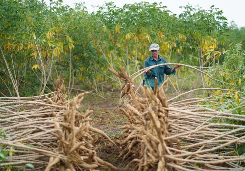 Một loại nông sản của Việt Nam được Trung Quốc mua 95% để sản xuất xăng và trộn vào thức ăn chăn nuôi