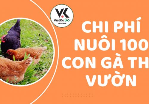 Chi phí nuôi 100 con gà thả vườn