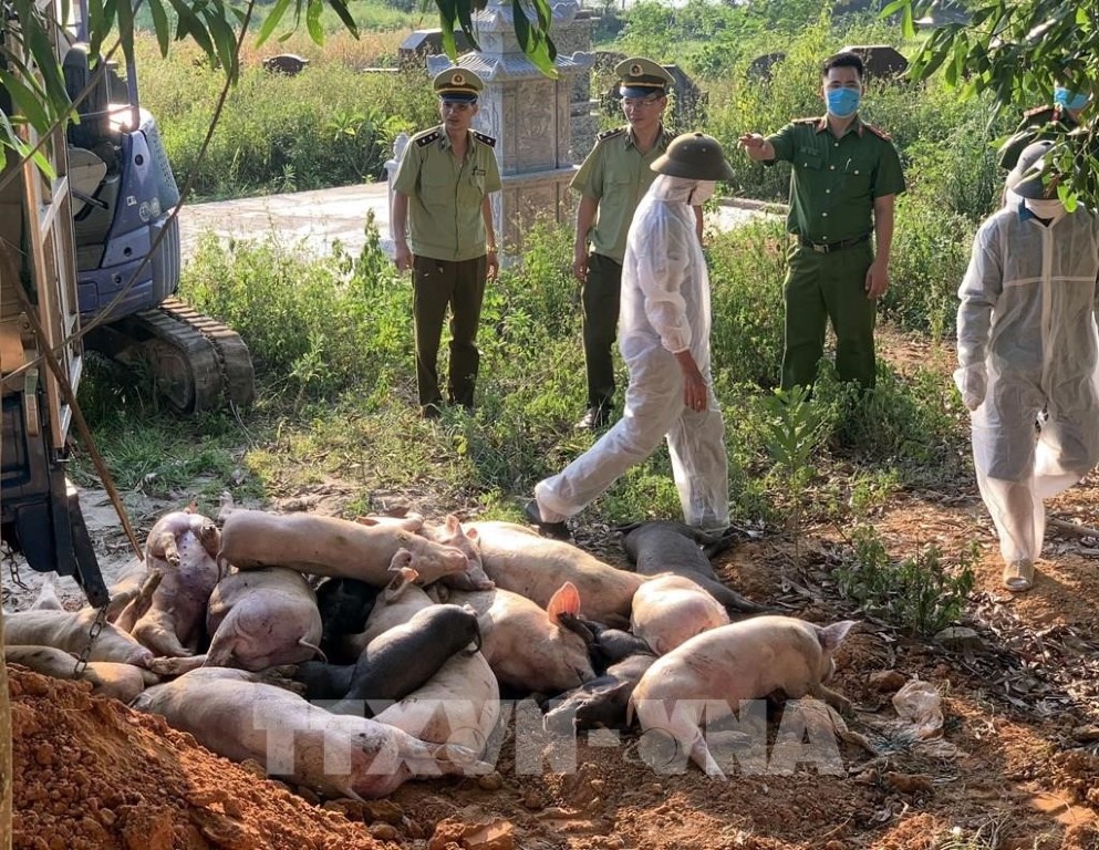 203346-tieu-huy-so-lon-bi-dich-ta-lon-chau-phi-van-chuyen-ve-bac-giang-tieu-thu