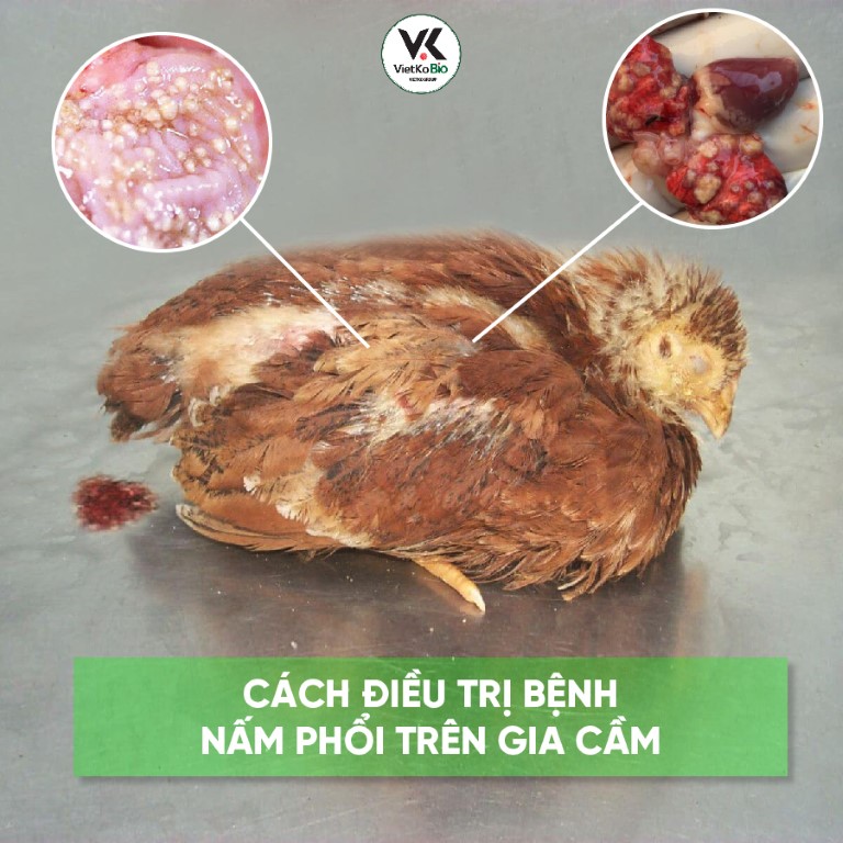Cách điều trị bệnh nấm phổi trên gia cầm-01